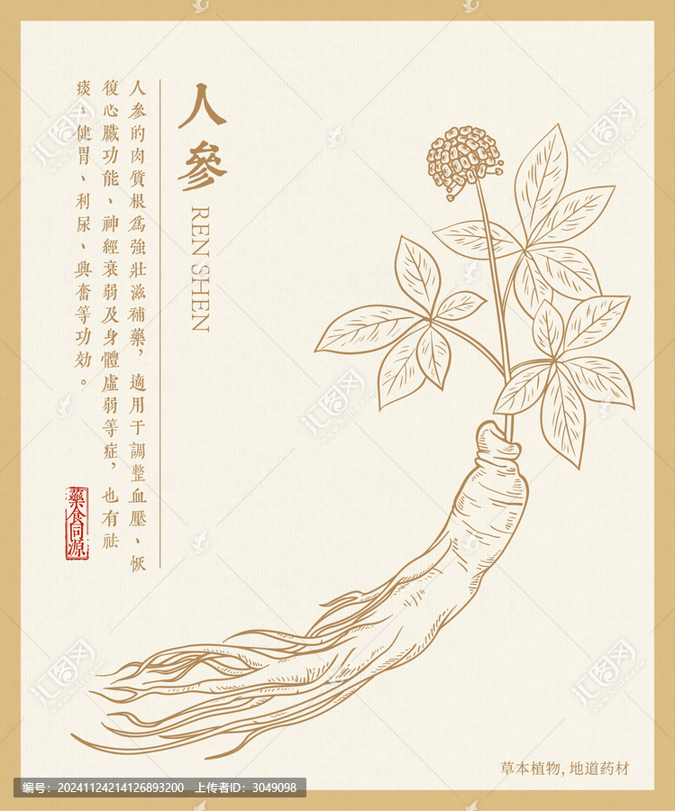 人參線描插畫