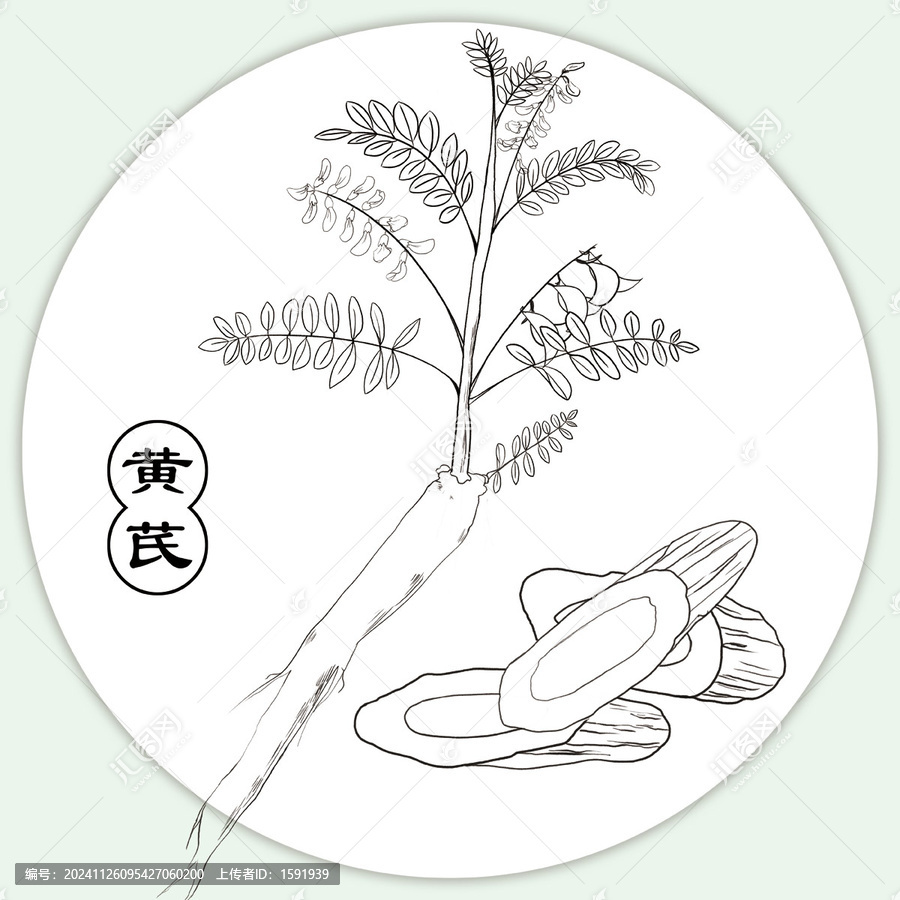 手繪中草藥黃芪線稿