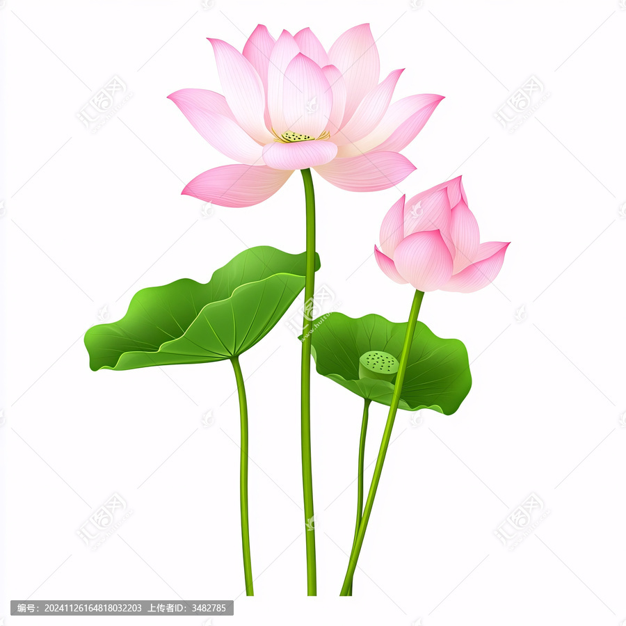 蓮花素材