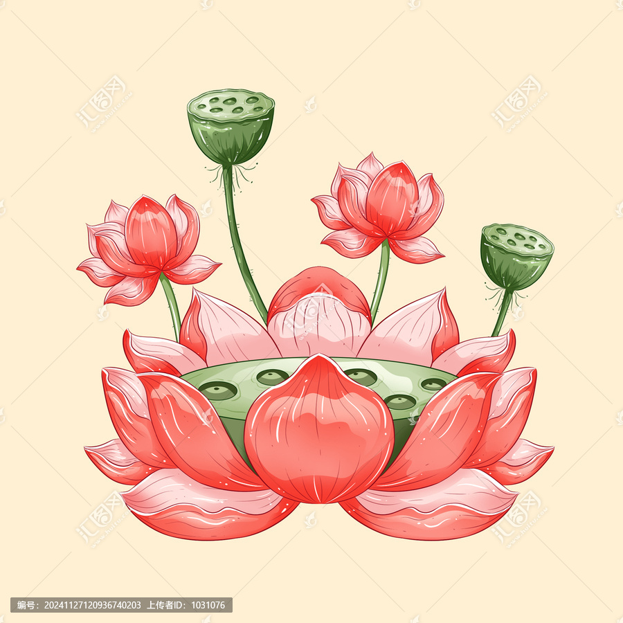 荷花插畫