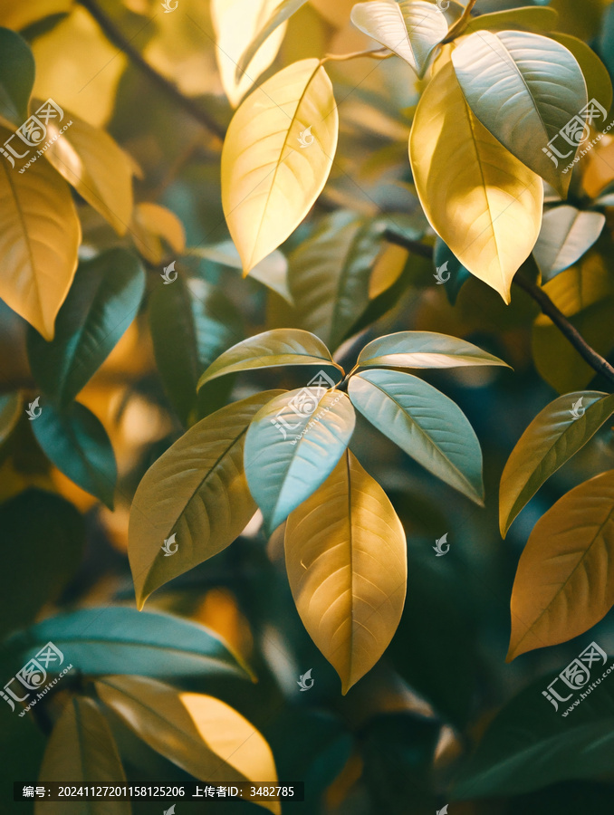 金黃絢麗樹葉