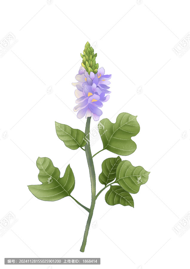 葛花中草藥國潮國風(fēng)水彩插畫