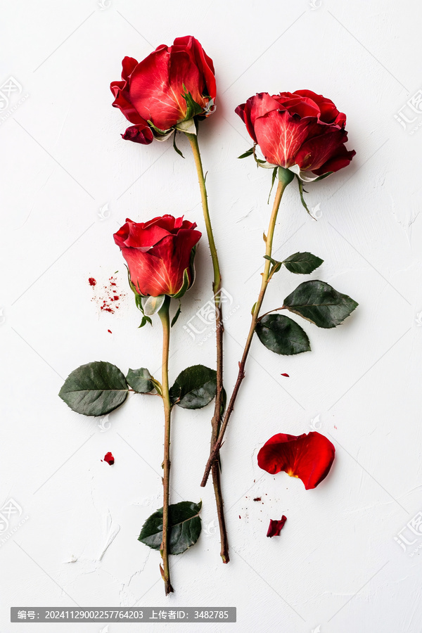 花朵鮮花紅色玫瑰花