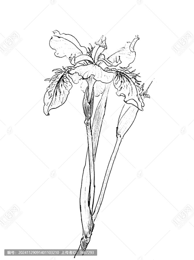手繪鳶尾花線描
