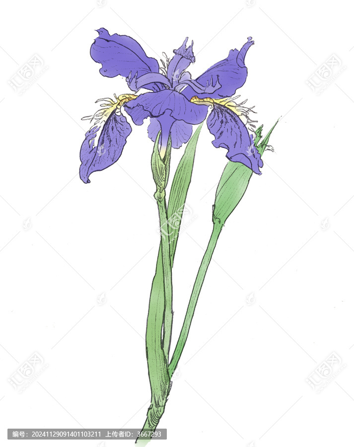 手繪插畫紫色鳶尾花