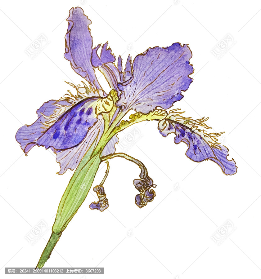 手繪水彩花卉鳶尾花