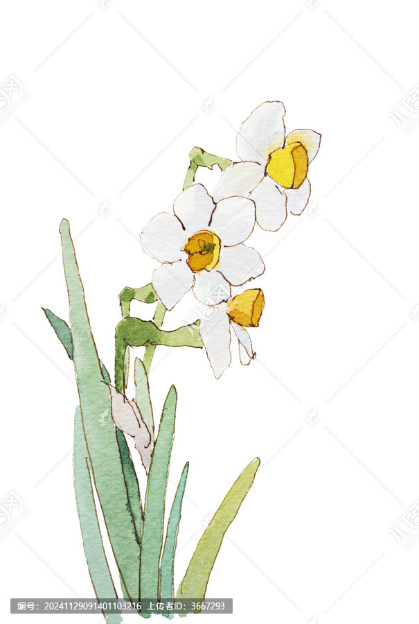 手繪水彩水仙花