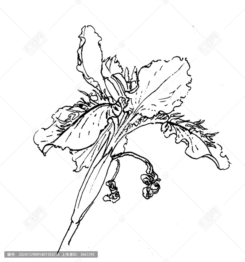 手繪花卉鳶尾線描