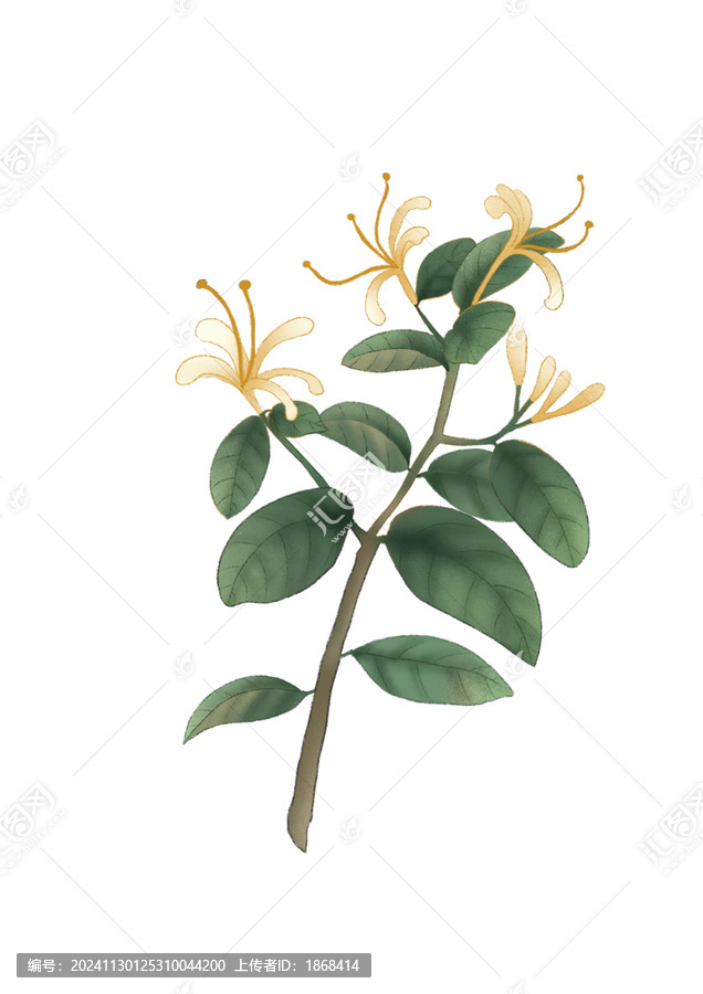 金銀花中草藥國潮國風水彩插畫