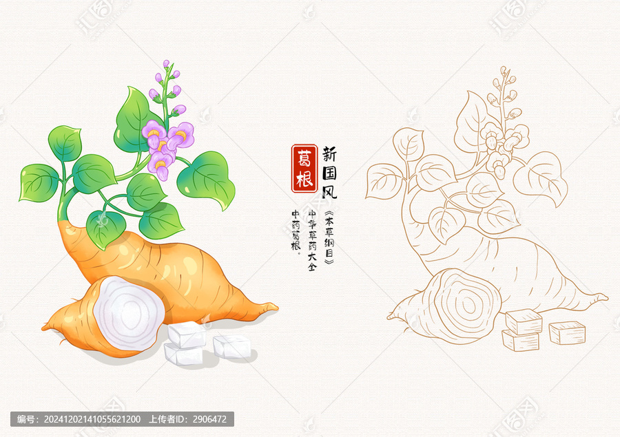 葛根草藥手繪插畫