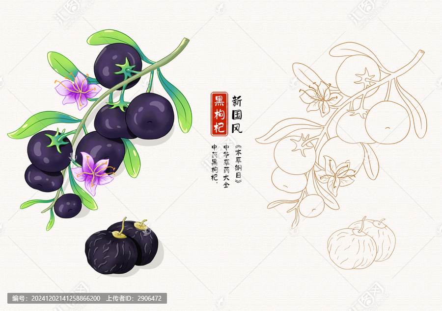 黑枸杞草藥插畫(huà)