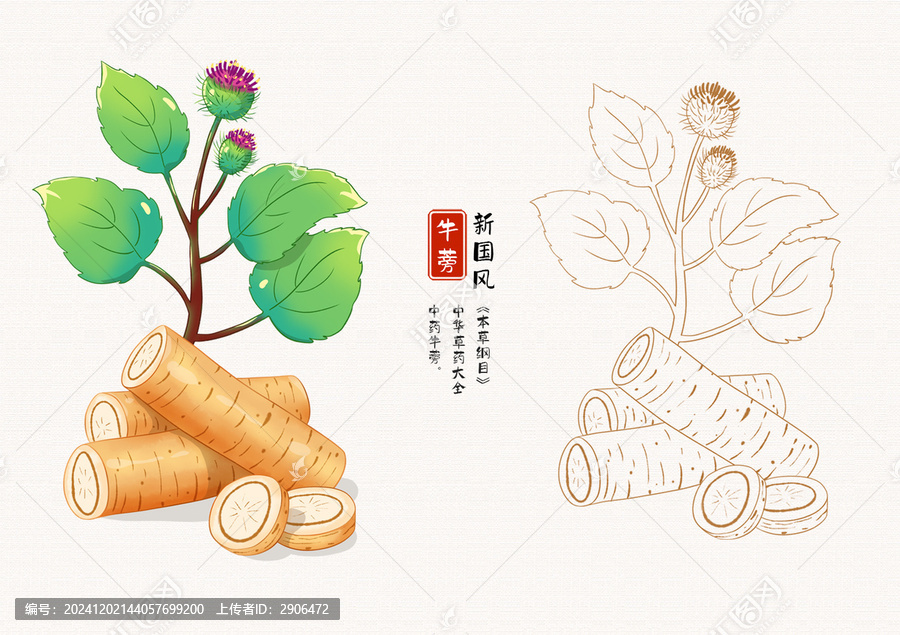 牛蒡草藥插畫(huà)