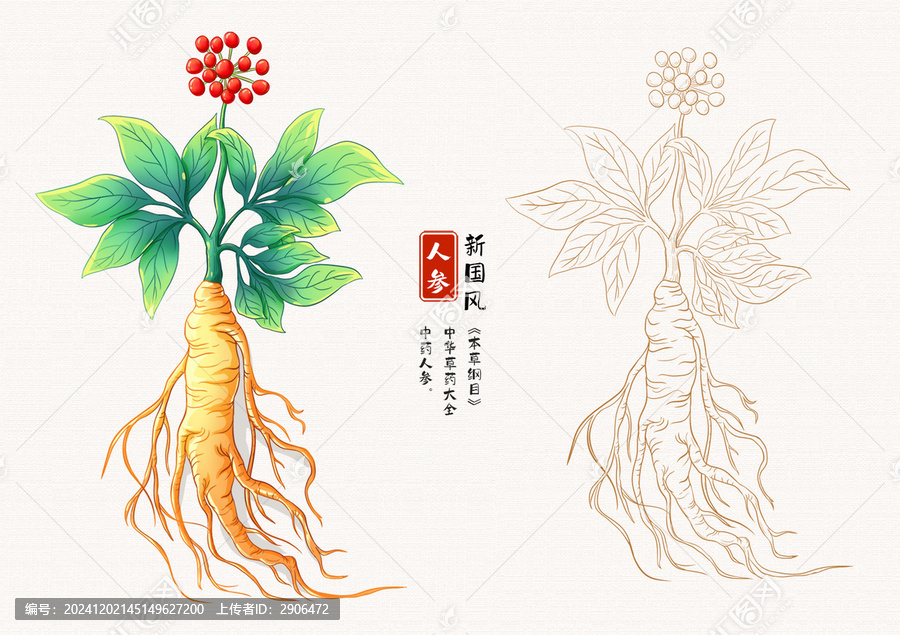 人參草藥插畫
