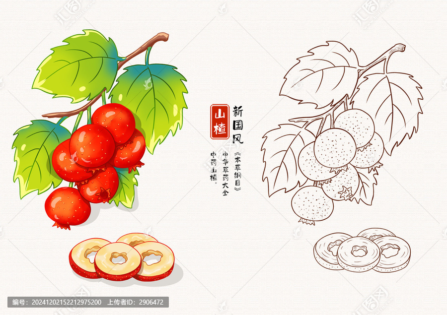 山楂草藥插畫