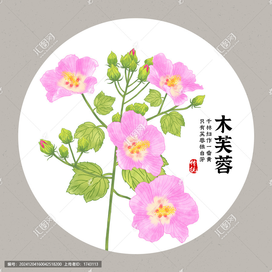 木芙蓉花