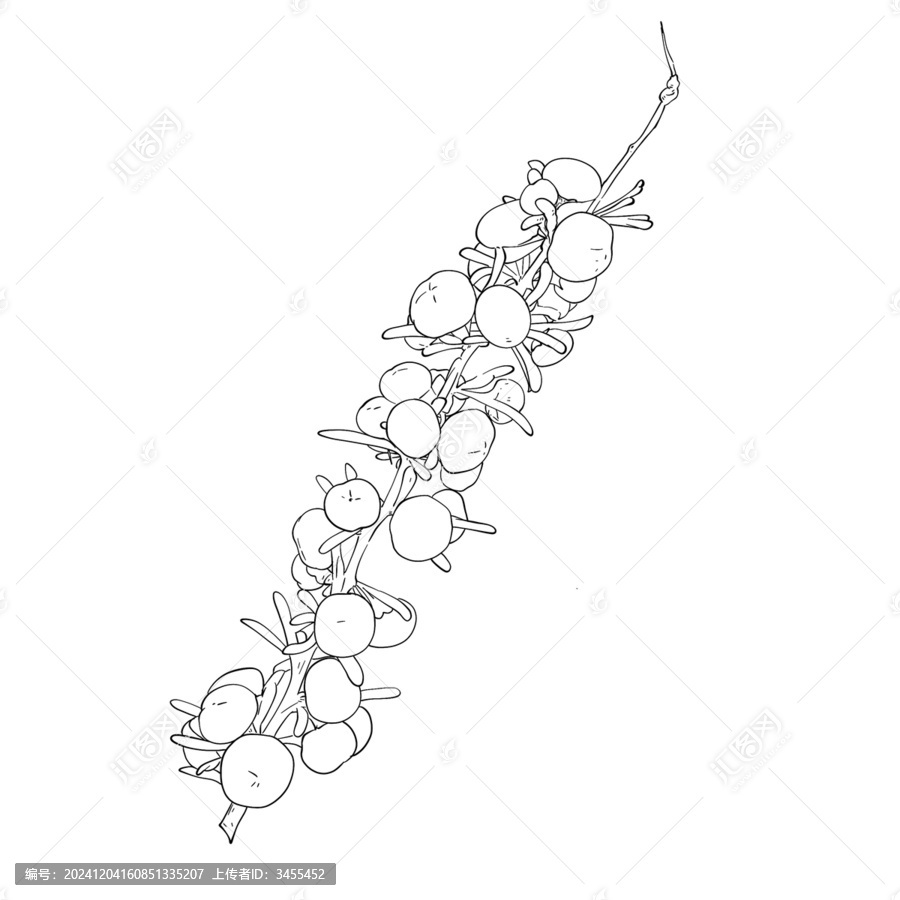 黑枸杞