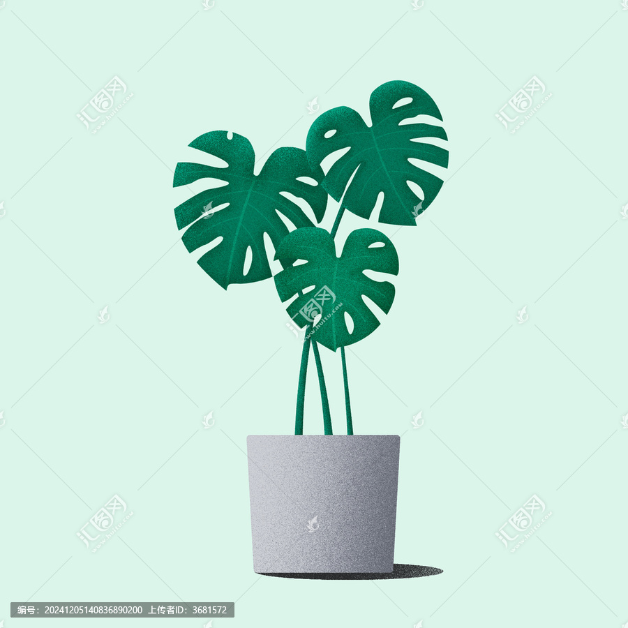 大葉植物龜背竹