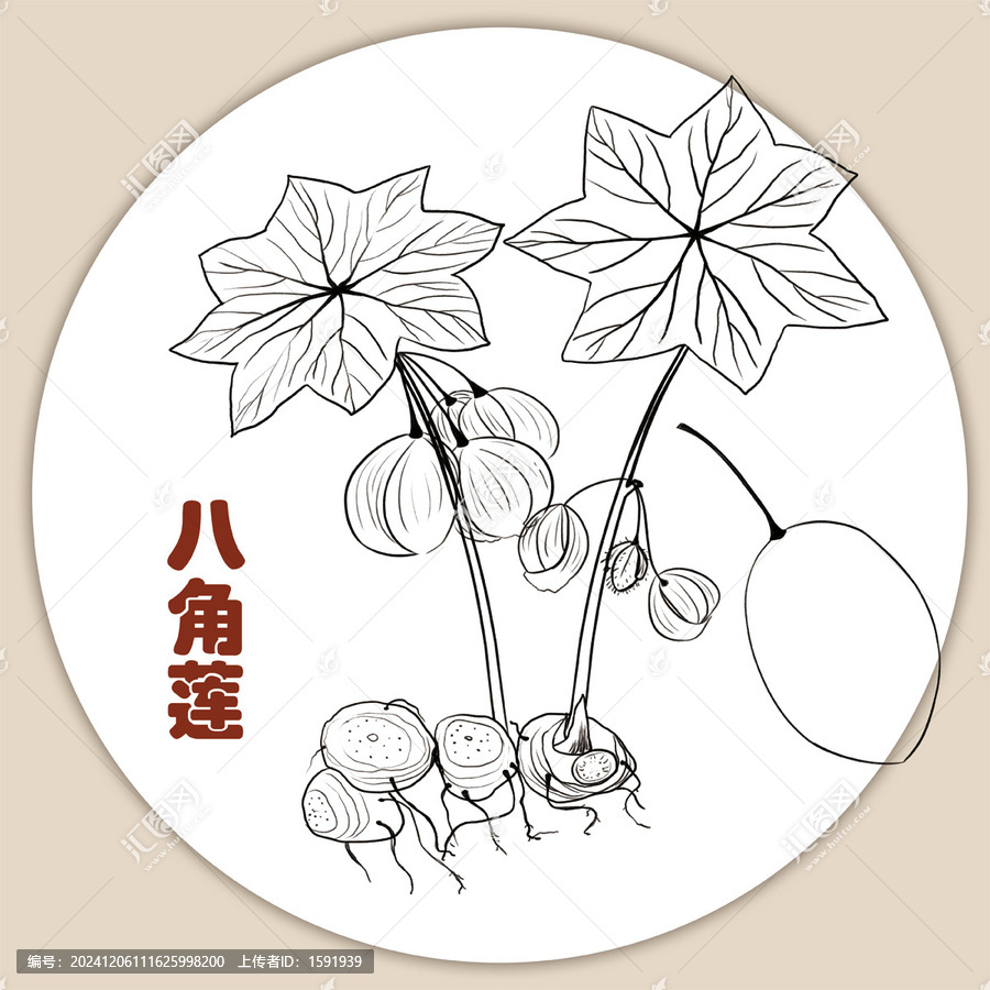 手繪八角蓮線稿