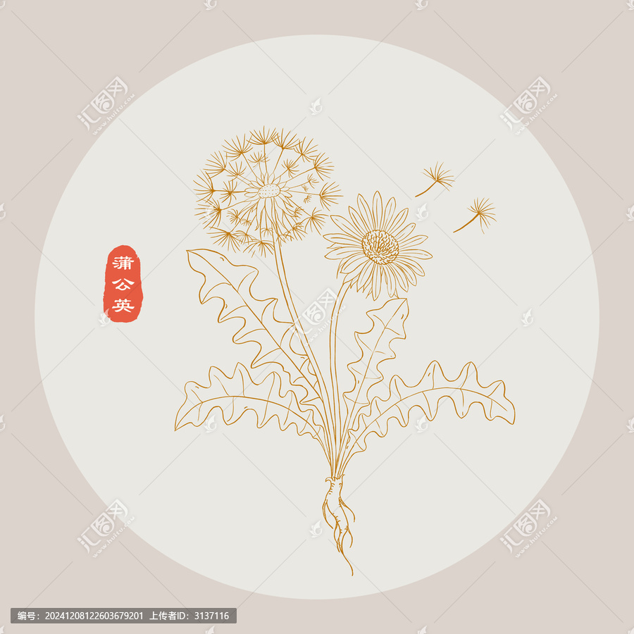 蒲公英線描