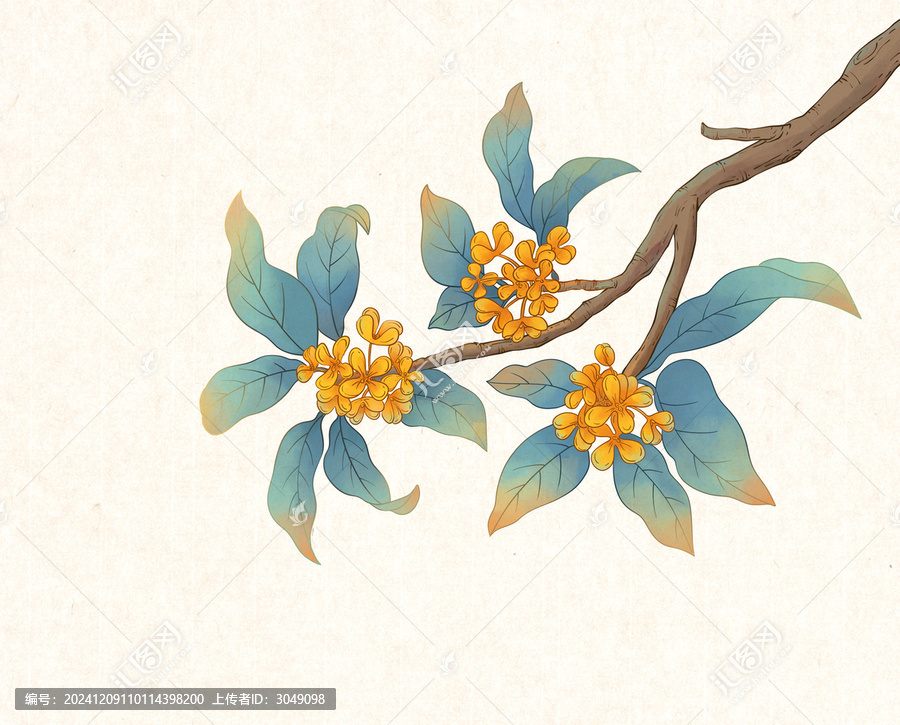 桂花插畫