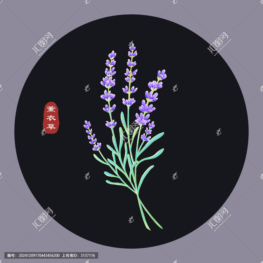 手繪薰衣草