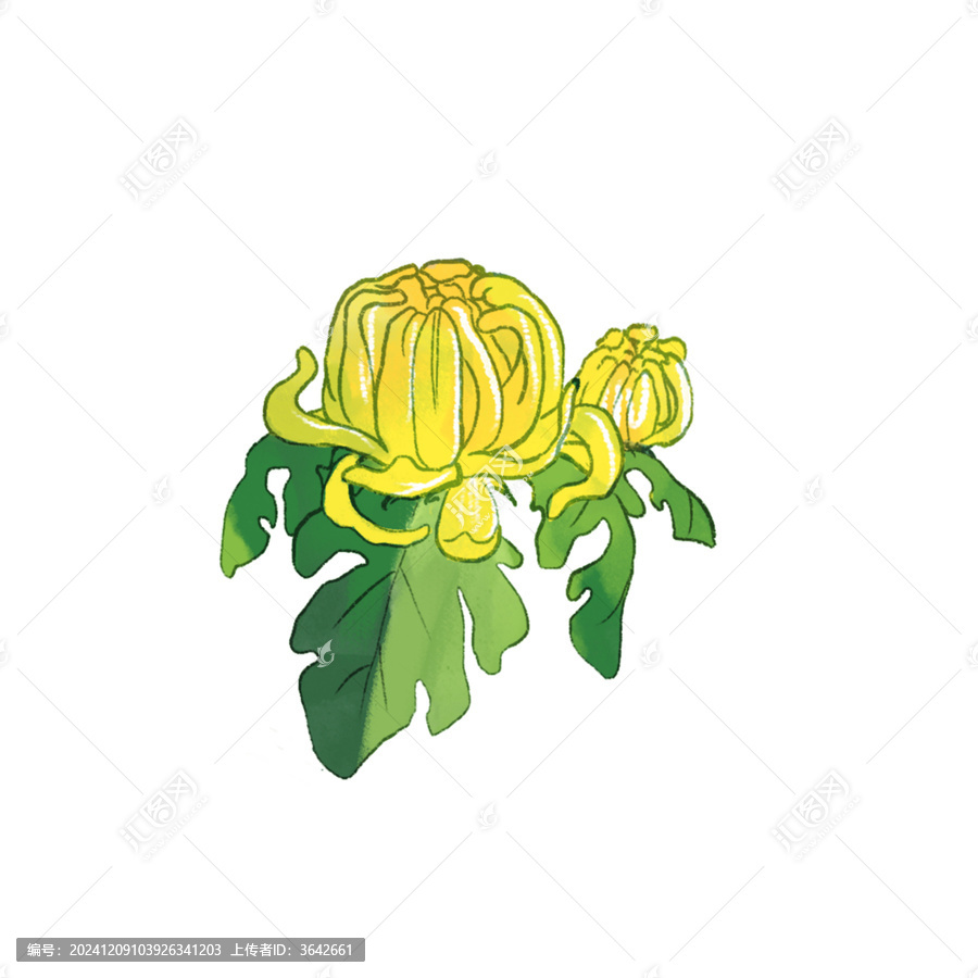 菊花花卉植物水彩手繪插畫