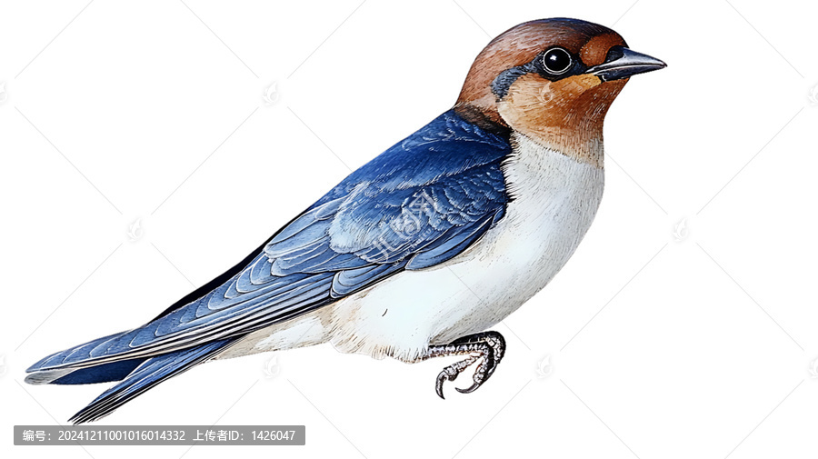 [免摳素材]精美鳥類水彩畫