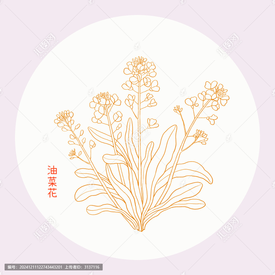油菜花線描