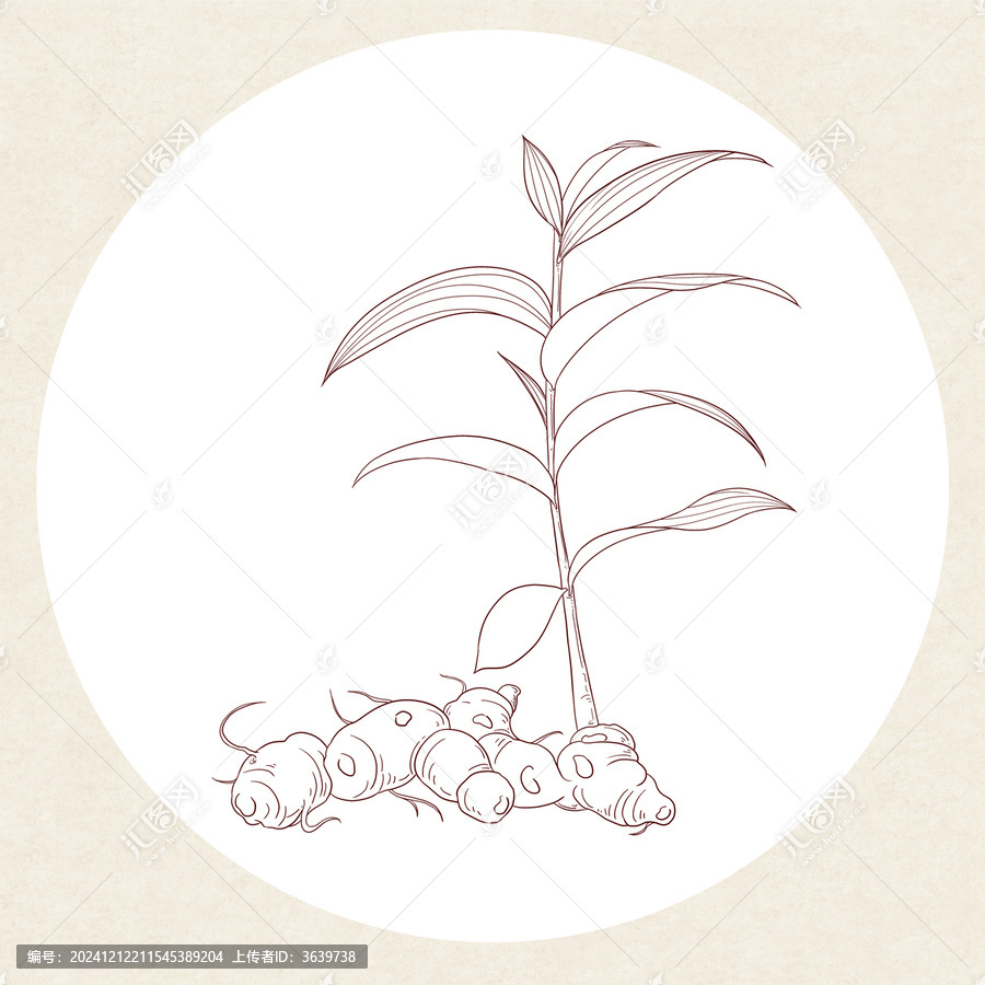 黃精白描線稿