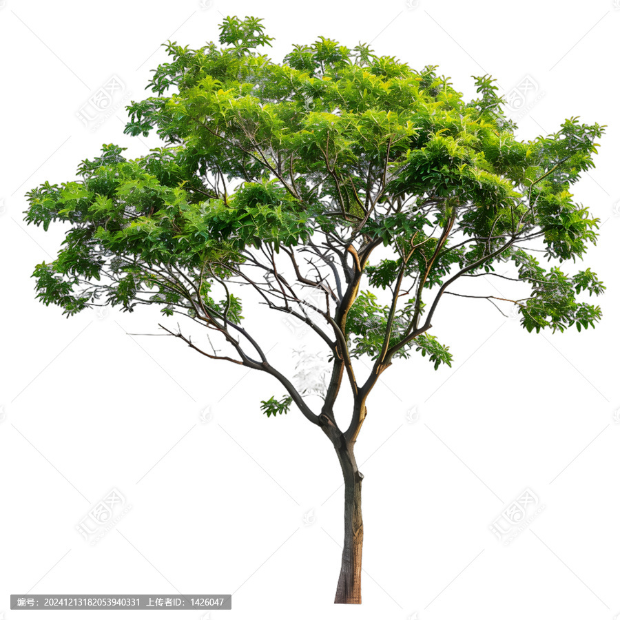 [免摳素材]白色背景上孤立的綠色樹木