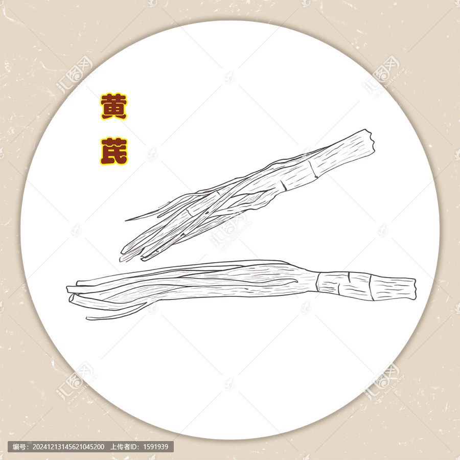 手繪中藥黃芪線稿插畫
