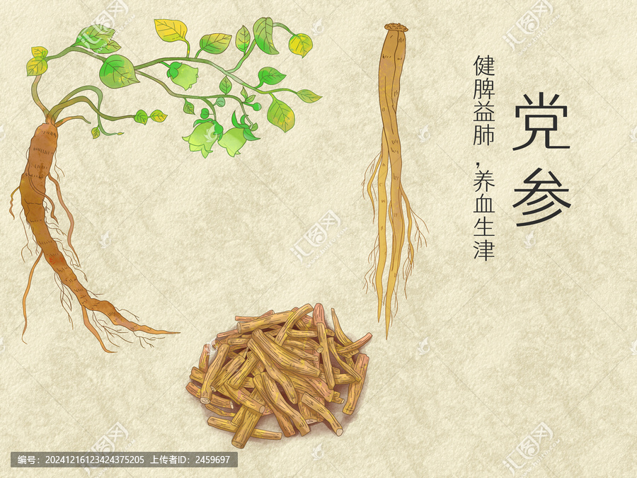 手繪水彩中藥藥材黨參插畫