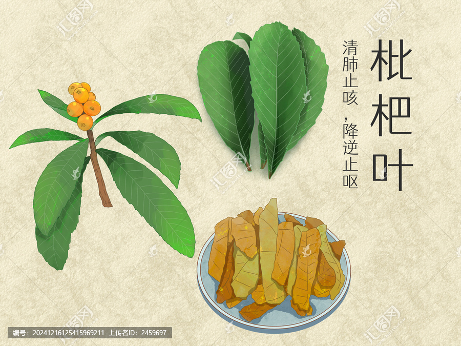 手繪水彩中藥藥材枇杷葉插畫