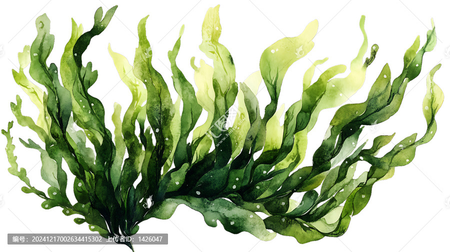 [免摳素材]水彩畫的海藻圖畫