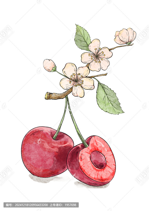 鋼筆淡彩櫻桃和櫻桃花