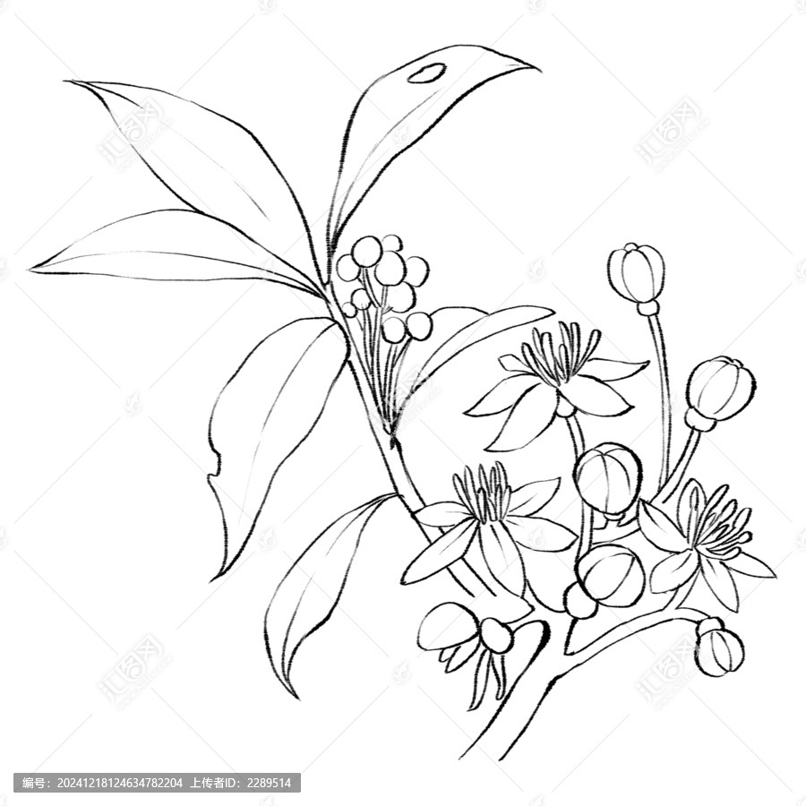 常山線稿手繪中藥材水彩插畫(huà)