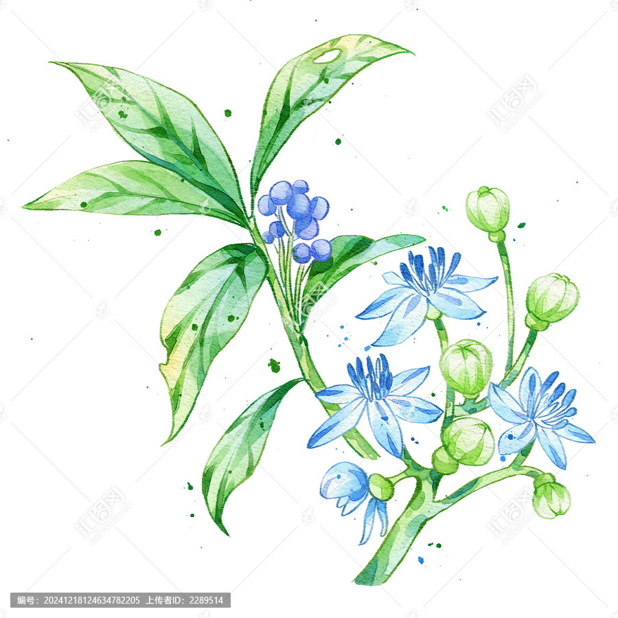 常山手繪中藥材水彩插畫