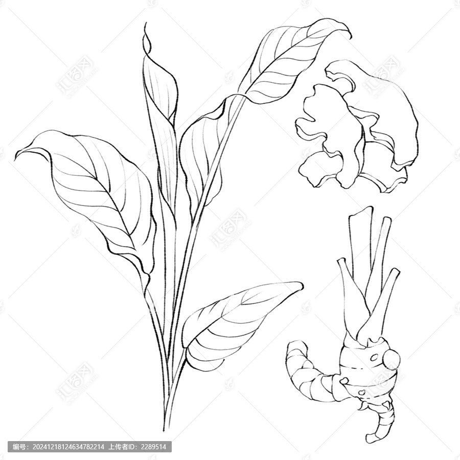 姜黃線稿手繪中藥材水彩插畫