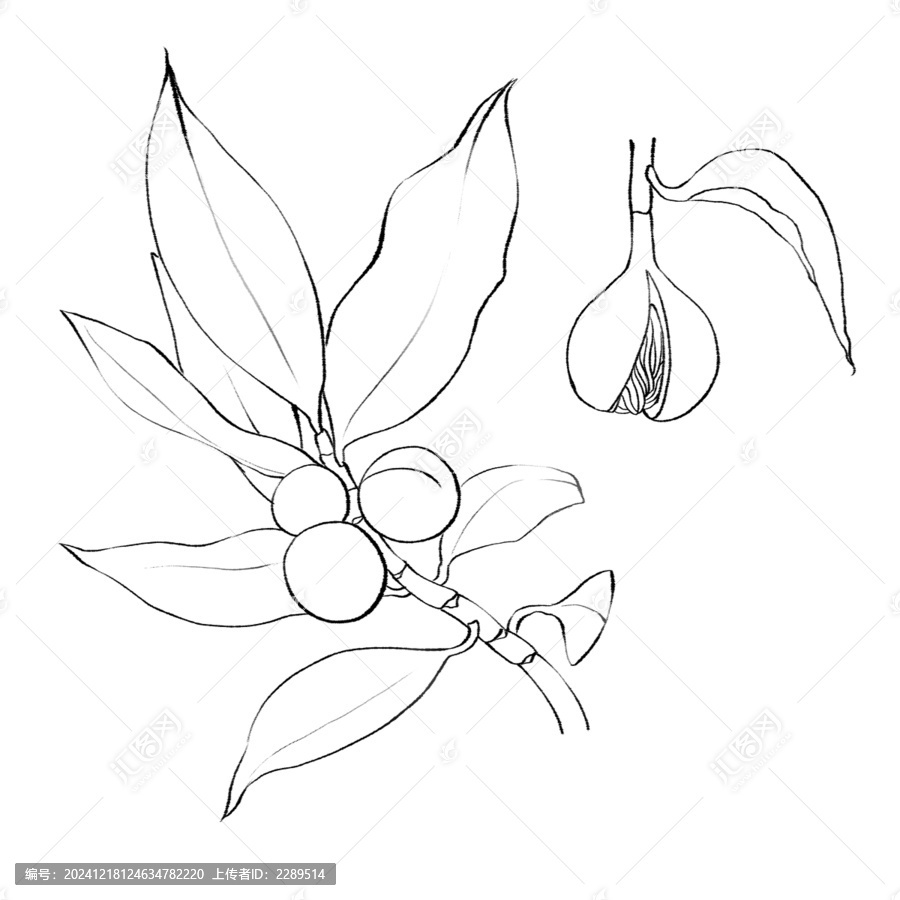 肉蔻線稿手繪中藥材水彩插畫