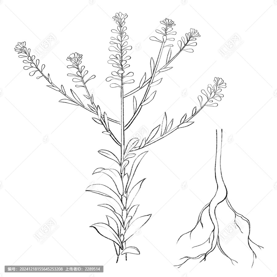 葶藶線稿手繪中藥材水彩插畫