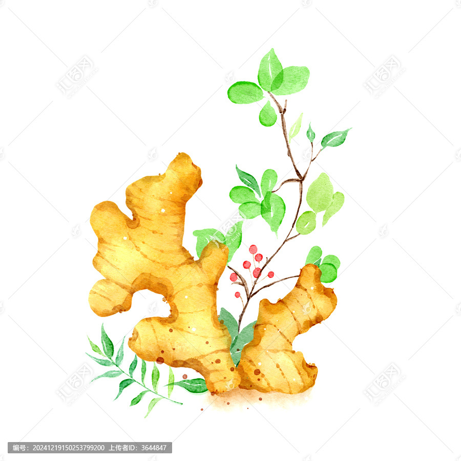 手繪小清新水彩風(fēng)食物蔬菜生姜