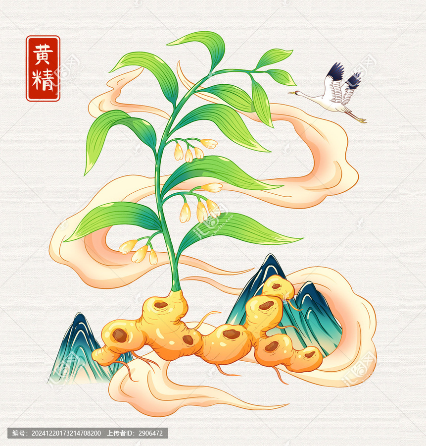 黃精插畫手繪