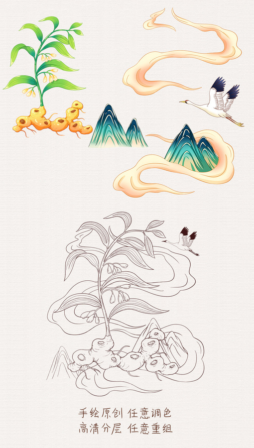 黃精插畫手繪