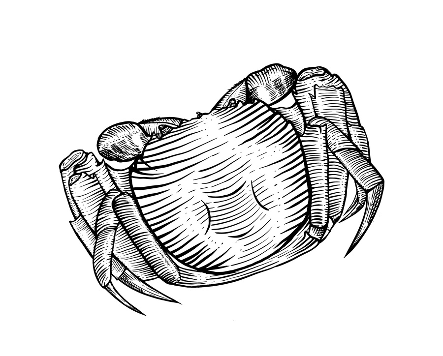 螃蟹矢量素描線描版畫