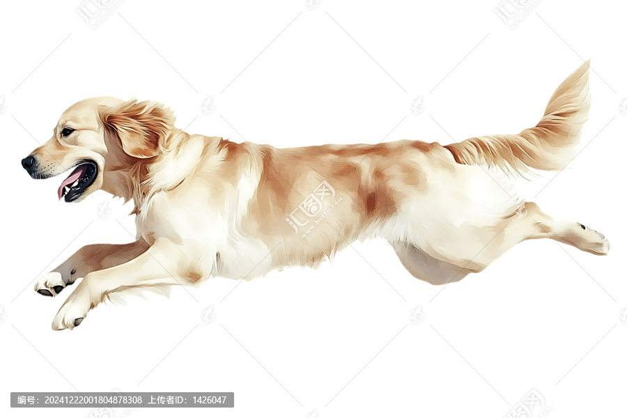 [免摳素材]奔跑的金色獵犬