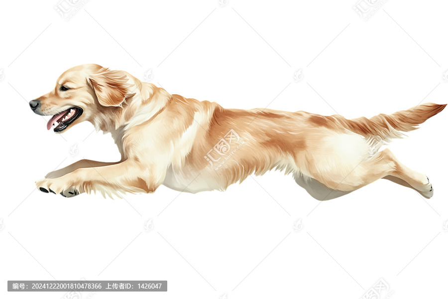 [免摳素材]奔跑的金色獵犬