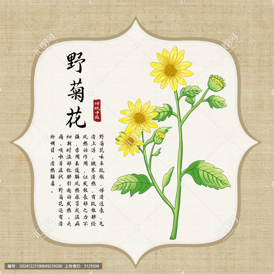 野菊花插畫