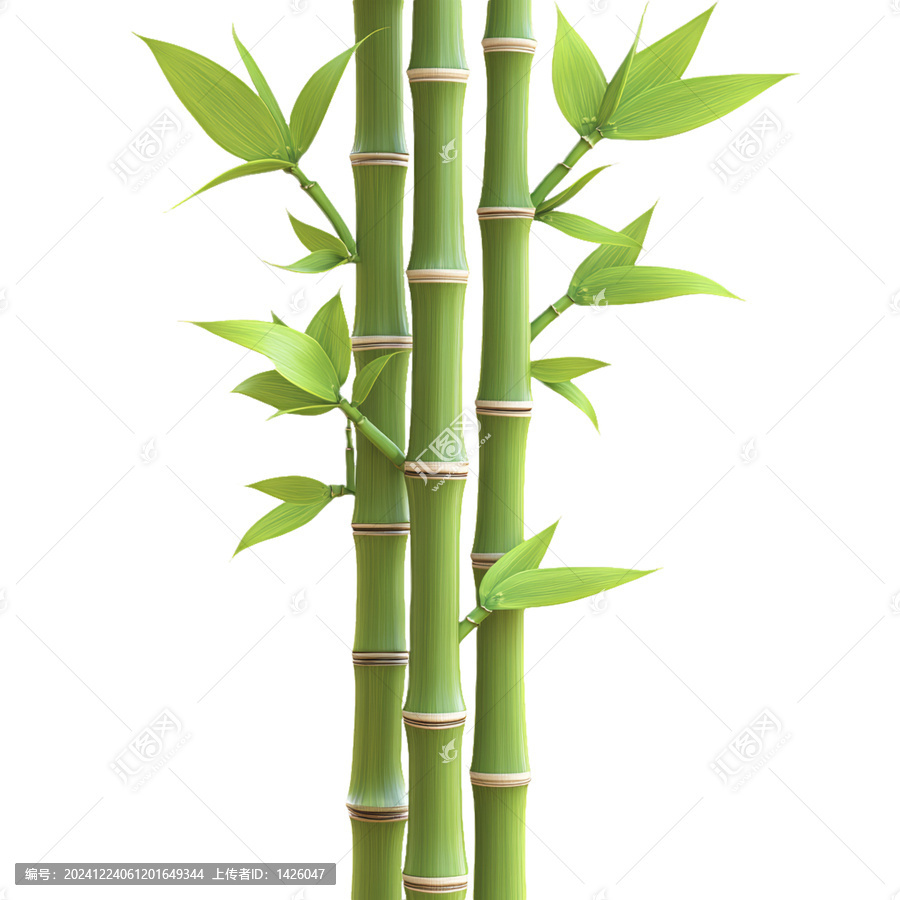 [免摳素材]蓬勃生長(zhǎng)的綠色竹子