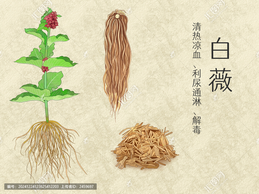 手繪水彩中藥藥材白薇插畫