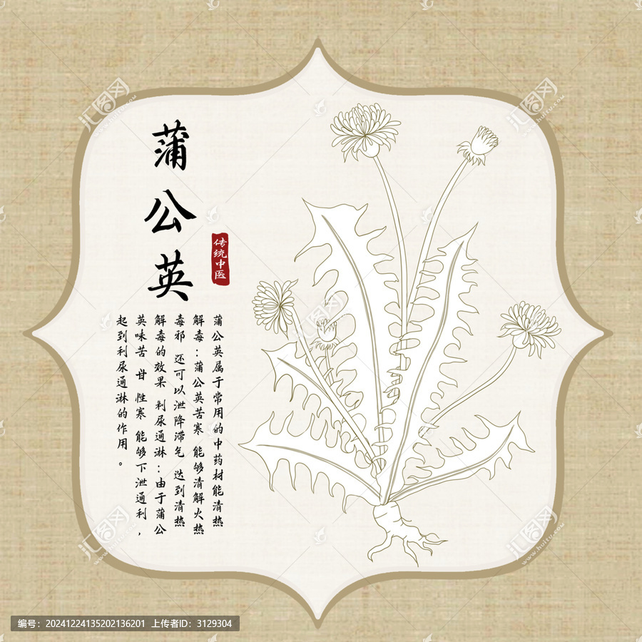 蒲公英線稿